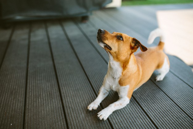 Cachorro basenji fofo brincando ao ar livre durante o dia Foto - Freepik